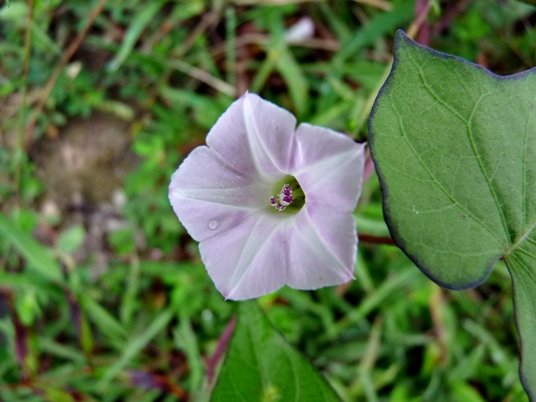 {Ipomoea lacunosa}